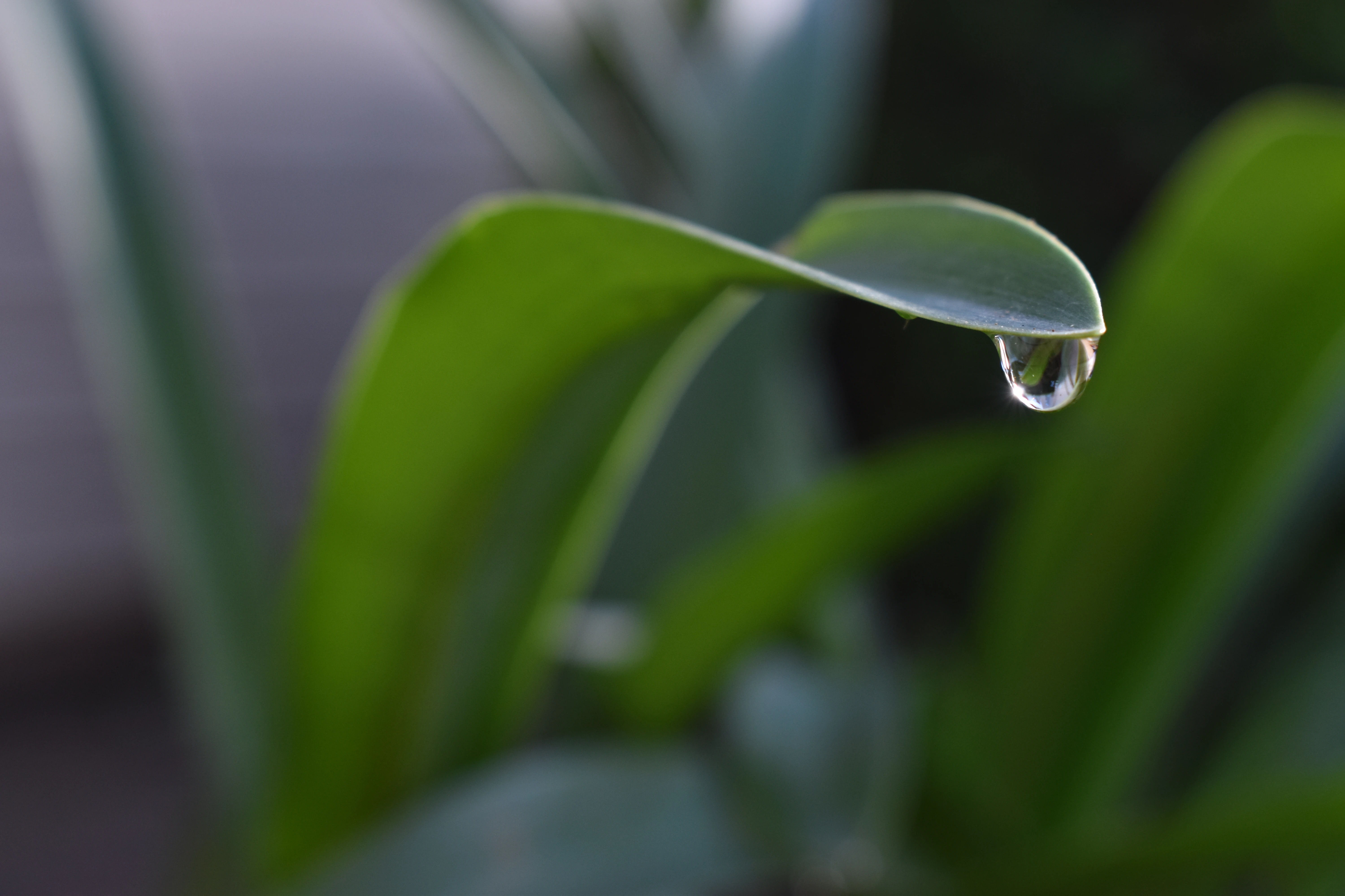 A Polaroid of a dew drop on the end of a drooping leaf