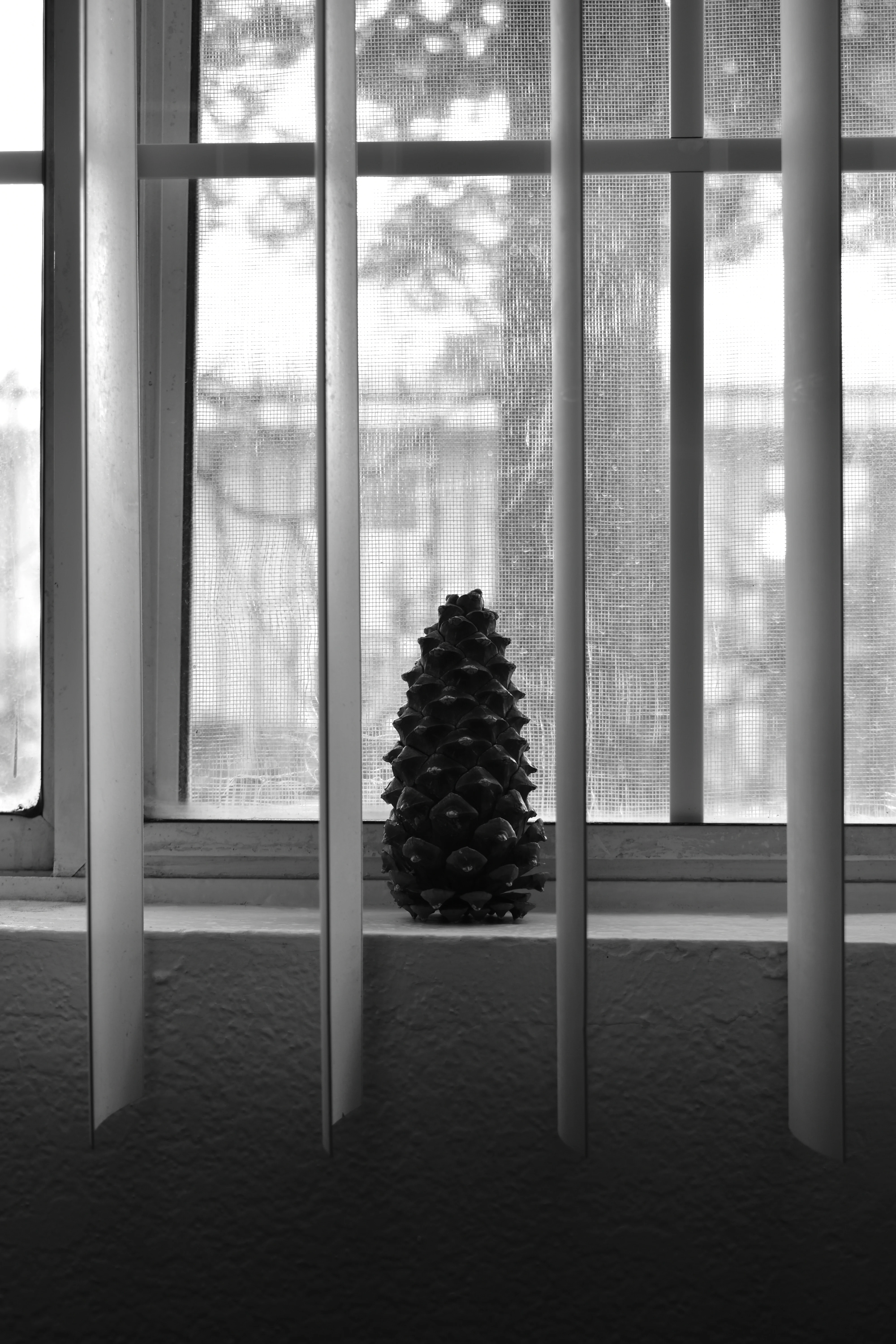 A black and white Polaroid of a pinecone