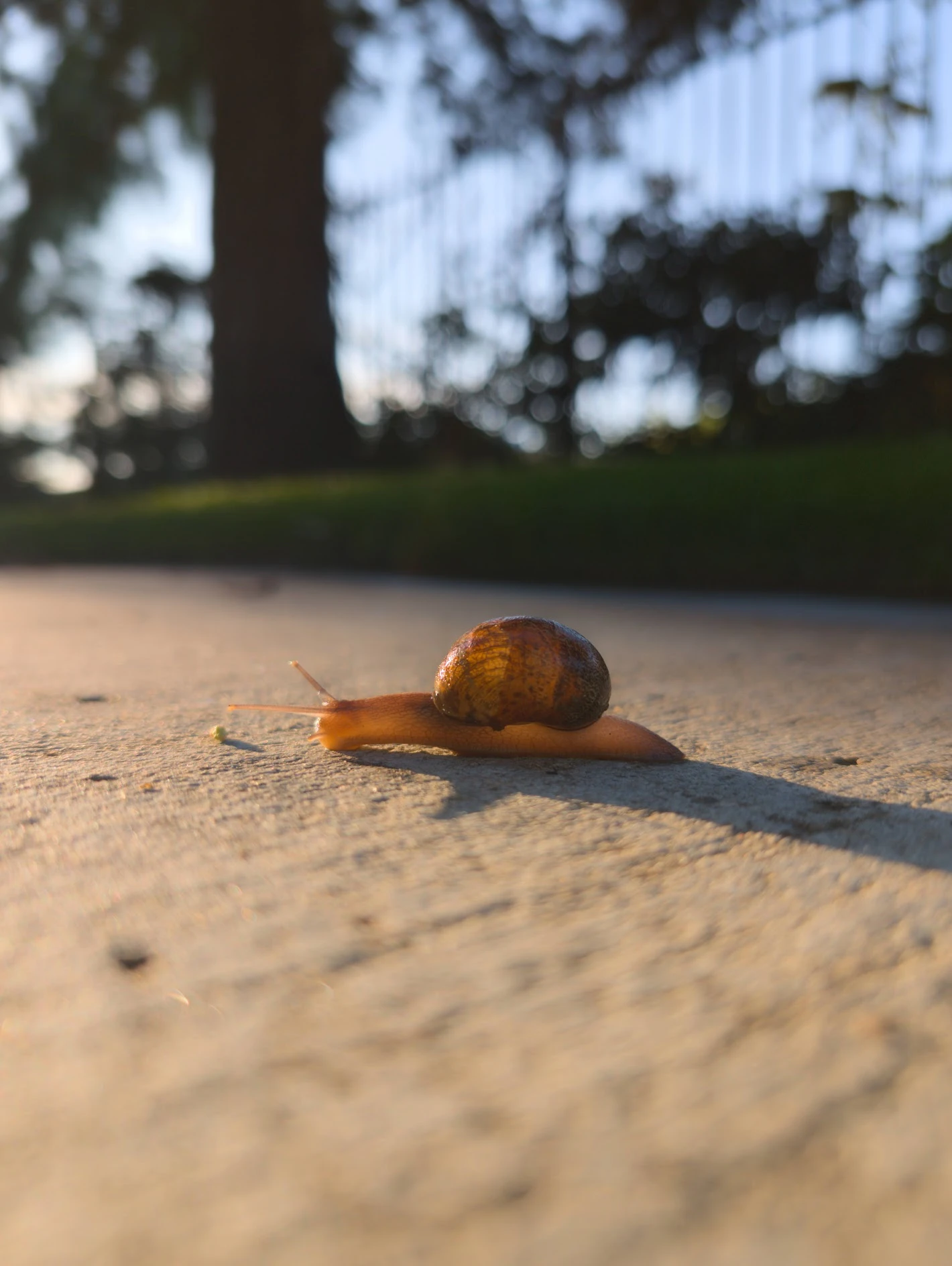 A Polaroid of an illuminated snail