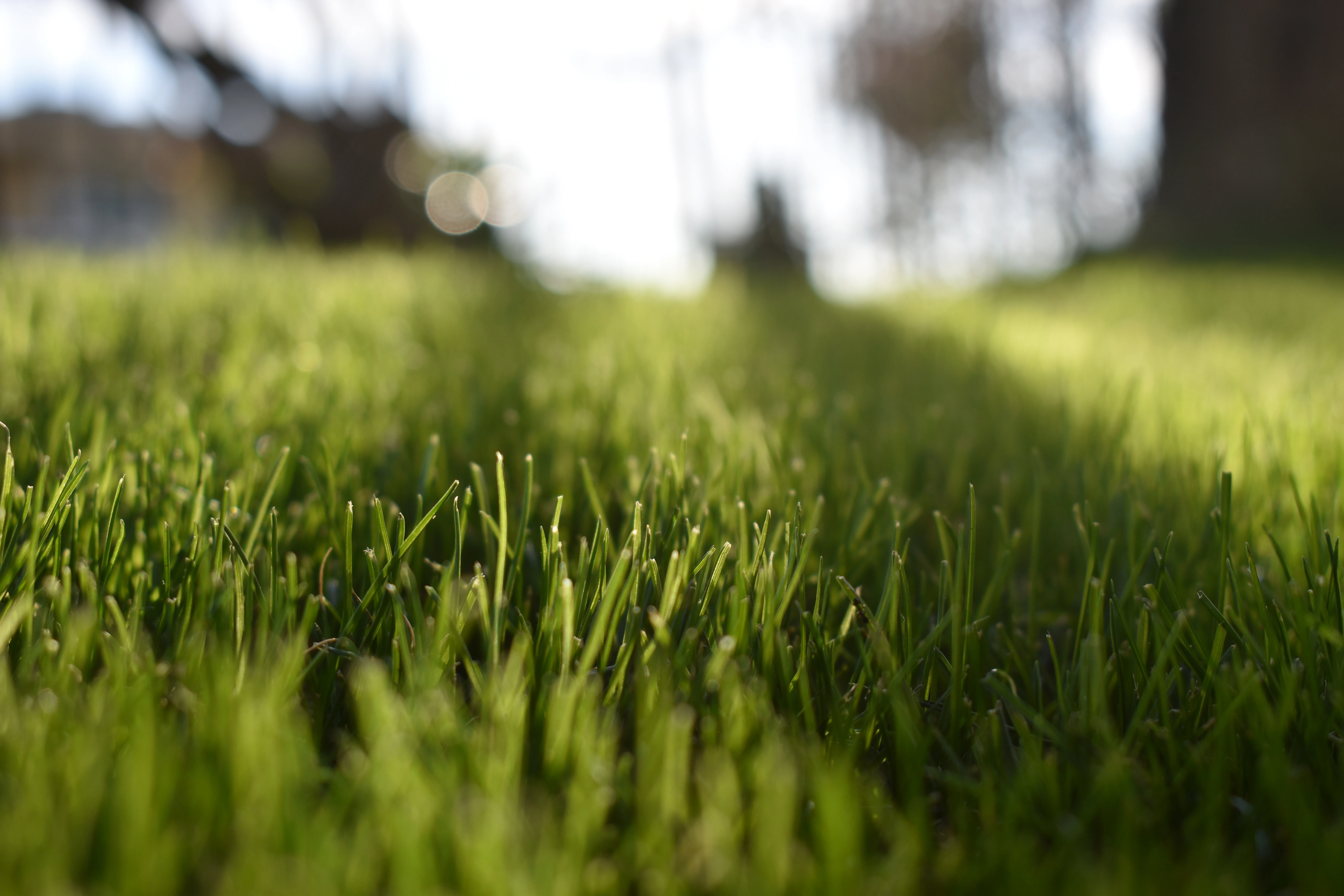 A macro style Polaroid of grass