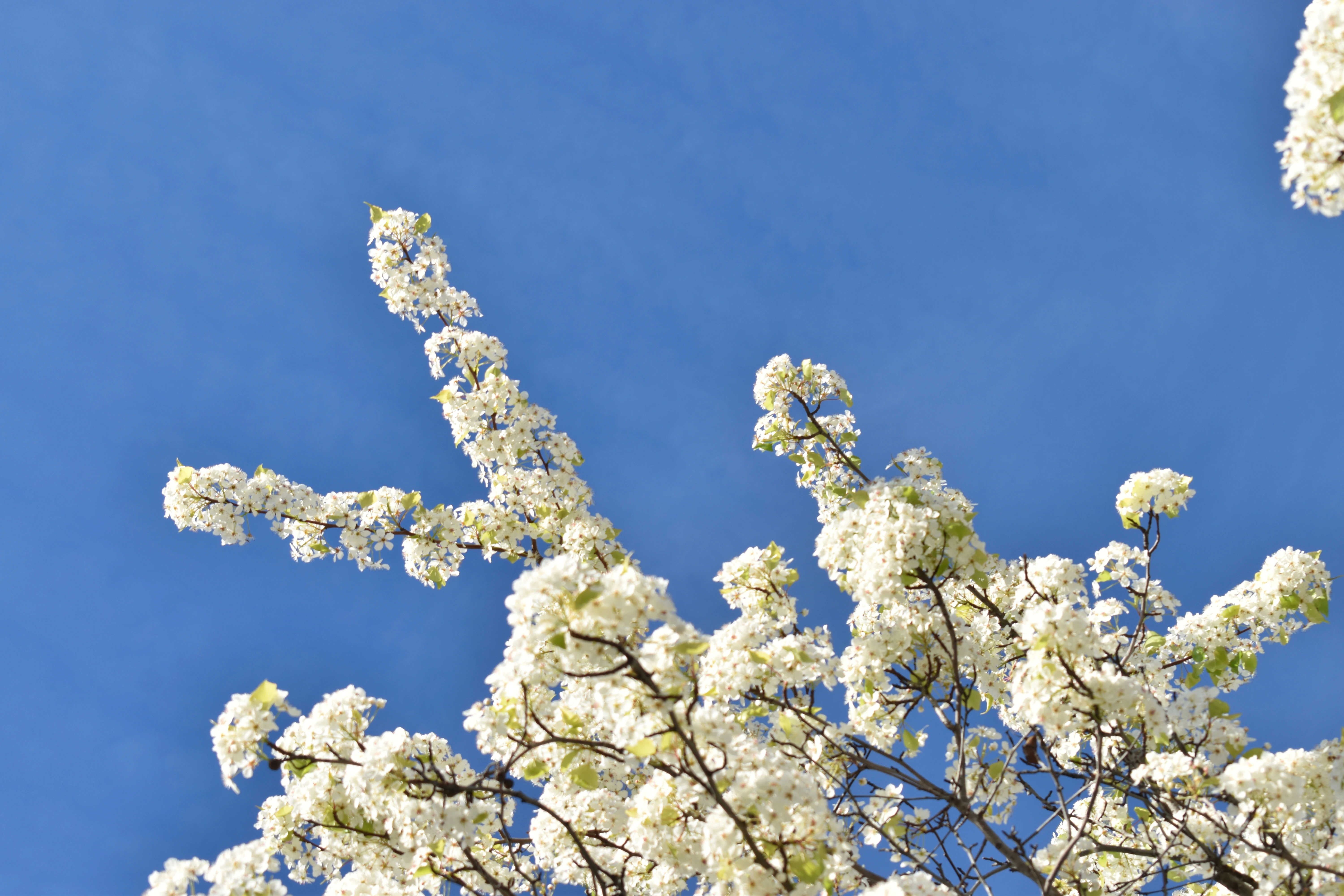 A Polaroid of a flowering tree limb with white petals